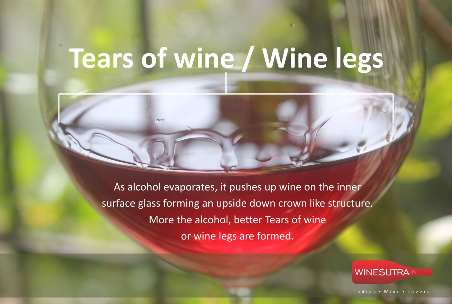 tears-of-wine-wine-legs-winesutra